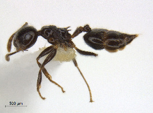  (Crematogaster brasiliensis - CCDB-32045-D10)  @13 [ ] CreativeCommons  Attribution Non-Commercial Share-Alike (2018) M. Alex Smith University of Guelph