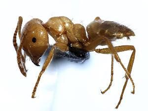  (Lasius arizonicus - MAS163-07)  @15 [ ] Unspecified (default): All Rights Reserved  Unspecified Unspecified