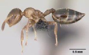  ( - CASENT0147457-D01)  @13 [ ] CreativeCommons - Attribution Non-Commercial No Derivatives (2011) Brian Fisher California Academy of Sciences