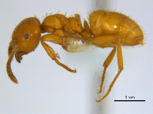  (Lasius subglaber - BIOUG06760-A10)  @15 [ ] CreativeCommons - Attribution (2011) Unspecified Centre for Biodiversity Genomics