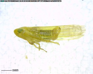  ( - BIOUG02365-E09)  @12 [ ] CreativeCommons - Attribution (2011) M. Alex Smith Centre for Biodiversity Genomics