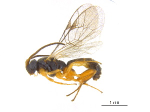  (Orthocentrus fulvipes - BIOUG06752-D09)  @15 [ ] CreativeCommons - Attribution (2011) M. Alex Smith Centre for Biodiversity Genomics