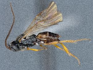  ( - HYM00001467)  @11 [ ] CreativeCommons - Attribution Share-Alike (2018) Unspecified Canadian National Collection of Insects, Arachnids and Nematodes