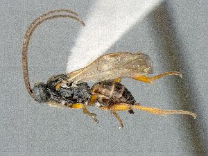  ( - HYM00001494)  @11 [ ] CreativeCommons - Attribution Share-Alike (2018) Unspecified Canadian National Collection of Insects, Arachnids and Nematodes