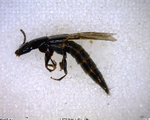  ( - BIOUG02366-G05)  @11 [ ] CreativeCommons - Attribution (2011) M. Alex Smith Centre for Biodiversity Genomics