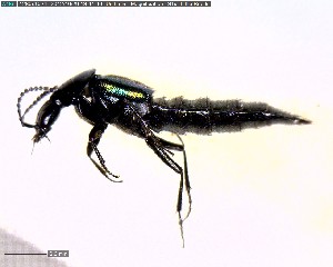  ( - BIOUG03198-F06)  @13 [ ] CreativeCommons - Attribution (2011) M. Alex Smith Centre for Biodiversity Genomics