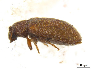 (Paratenetus exutus - BIOUG06758-B08)  @13 [ ] CreativeCommons - Attribution (2013) M. Alex Smith Centre for Biodiversity Genomics