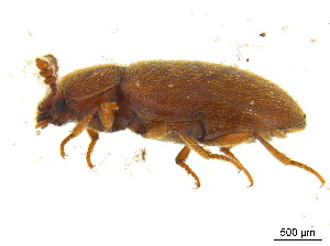  ( - BIOUG06758-B10)  @13 [ ] CreativeCommons - Attribution (2013) M. Alex Smith Centre for Biodiversity Genomics