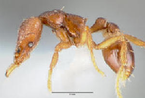  ( - CASENT0061378-D01)  @13 [ ] CreativeCommons - Attribution Non-Commercial No Derivatives (2011) Brian Fisher California Academy of Sciences