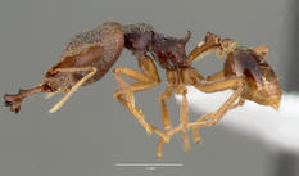  ( - CASENT0505301)  @13 [ ] CreativeCommons - Attribution Non-Commercial No Derivatives (2011) Brian Fisher California Academy of Sciences