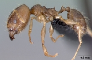  (Pheidole MGs011 - CASENT0061433-D01)  @13 [ ] Unspecified (default): All Rights Reserved  Unspecified Unspecified