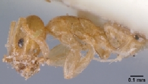  (Tapinoma subtile - CASENT0071200-D02)  @13 [ ] Unspecified (default): All Rights Reserved  Unspecified Unspecified