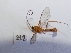  ( - Malasa3_E16_Hym_MC29.2)  @11 [ ] Copyright (2023) Instituto de Investigacion Alexander von Humboldt (IAvH) Instituto de Investigacion Alexander von Humboldt (IAvH)