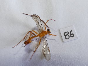  (Netelia Janzen13 - Malasa1_E18_Hym_EE086)  @11 [ ] Copyright (2023) Instituto de Investigacion Alexander von Humboldt (IAvH) Instituto de Investigacion Alexander von Humboldt (IAvH)