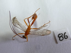  ( - Malasa1_E18_Hym_EE086)  @11 [ ] Copyright (2023) Instituto de Investigacion Alexander von Humboldt (IAvH) Instituto de Investigacion Alexander von Humboldt (IAvH)