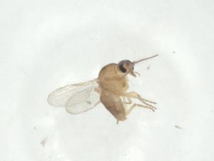  (Forcipomyia sp. DB 11339 - CBG-A32429-B03)  @11 [ ] CreativeCommons - Attribution Share - Alike (2024) Centre for Biodiversity Genomics Centre for Biodiversity Genomics
