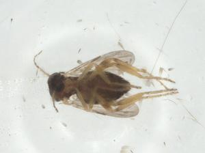  (Forcipomyia sp - CBG-A32467-E10)  @11 [ ] CreativeCommons - Attribution Share - Alike (2024) Centre for Biodiversity Genomics Centre for Biodiversity Genomics
