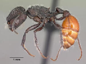  (Pogonomyrmex pronotalis - CASENT0191300-D01)  @13 [ ] CreativeCommons - Attribution Non-Commercial No Derivatives (2011) Brian Fisher California Academy of Sciences