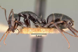  (Camponotus lubbocki - CASENT0111794-D01)  @13 [ ] CreativeCommons - Attribution Non-Commercial No Derivatives (2011) Brian Fisher California Academy of Sciences