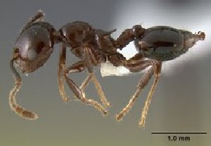  (Crematogaster malala - CASENT0127524-D01)  @13 [ ] Unspecified (default): All Rights Reserved  Unspecified Unspecified