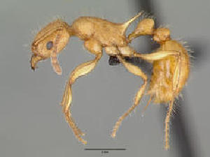  ( - CASENT0042779-D01)  @13 [ ] CreativeCommons - Attribution Non-Commercial No Derivatives (2011) Brian Fisher California Academy of Sciences