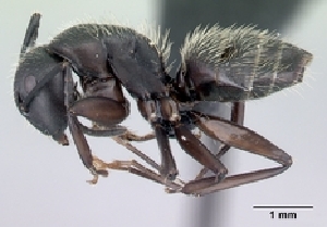  (Camponotus norvigi - CASENT0120092-D01)  @13 [ ] CreativeCommons - Attribution Non-Commercial No Derivatives (2011) Brian Fisher California Academy of Sciences