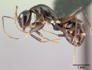  (Camponotus MG148 - CASENT0488756-D01)  @13 [ ] CreativeCommons - Attribution Non-Commercial No Derivatives (2011) Brian Fisher California Academy of Sciences