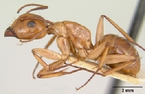  (Camponotus concolor - CASENT0407014-D01)  @13 [ ] Unspecified (default): All Rights Reserved  Unspecified Unspecified