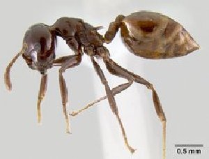  (Crematogaster nosibeensis - CASENT0436026-D01)  @13 [ ] Unspecified (default): All Rights Reserved  Unspecified Unspecified