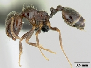  (Trichomyrmex - CASENT0445386-D01)  @13 [ ] Unspecified (default): All Rights Reserved  Unspecified Unspecified