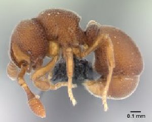  (Discothyrea MG01 - CASENT0034604-D01)  @13 [ ] Unspecified (default): All Rights Reserved  Unspecified Unspecified