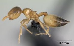  (Crematogaster rasoherinae - CASENT0146863-D01)  @13 [ ] Unspecified (default): All Rights Reserved  Unspecified Unspecified