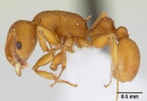  (Nesomyrmex clypeatus - CASENT0110489-D01)  @13 [ ] Unspecified (default): All Rights Reserved  Unspecified Unspecified
