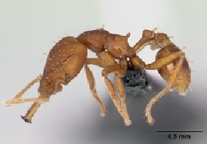  (Strumigenys admixta - CASENT0055579-D01)  @13 [ ] Unspecified (default): All Rights Reserved  Unspecified Unspecified