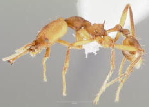  (Strumigenys grandidieri - CASENT0152400-D01)  @13 [ ] Unspecified (default): All Rights Reserved  Unspecified Unspecified