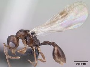  ( - CASENT0145222-D01)  @13 [ ] CreativeCommons - Attribution Non-Commercial No Derivatives (2011) Brian Fisher California Academy of Sciences