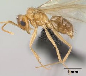  ( - CASENT0144611-D01)  @13 [ ] CreativeCommons - Attribution Non-Commercial No Derivatives (2011) Brian Fisher California Academy of Sciences