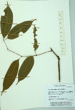  ( - PLANASAB3_P1_2)  @11 [ ] Copyright (2023) Instituto de Investigacion Alexander von Humboldt (IAvH) Instituto de Investigacion Alexander von Humboldt (IAvH)