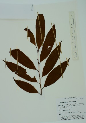  (Iryanthera hostmannii - PLANASAB3_P4_11)  @11 [ ] Copyright (2023) Instituto de Investigacion Alexander von Humboldt (IAvH) Instituto de Investigacion Alexander von Humboldt (IAvH)