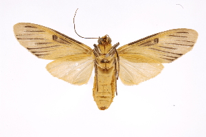  (Phaeomolis nr. polystria - INB0003351582)  @11 [ ] Copyright (2012) B. Espinoza Instituto Nacional de Biodiversidad