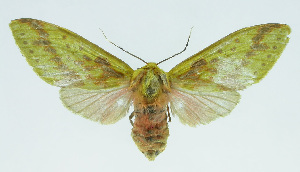  ( - INB0003943022)  @14 [ ] CreativeCommons - Attribution Non-Commercial No Derivatives (2011) Alex Smith University of Guelph