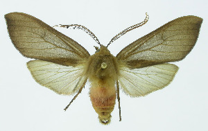  (Pseudohemihyalea Espinoza15 - INB0004144846)  @11 [ ] Copyright (2010) A. Solis Instituto Nacional de Biodiversidad