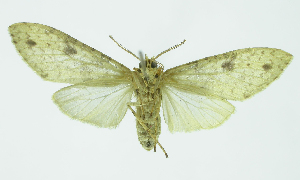  ( - INB0004188021)  @13 [ ] CreativeCommons - Attribution Non-Commercial No Derivatives (2011) Alex Smith University of Guelph