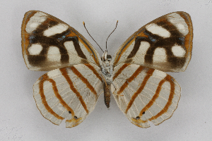  ( - INB0003057431)  @14 [ ] CreativeCommons - Attribution Non-Commercial Share-Alike (2012) National Biodiversity Institute of Costa Rica National Biodiversity Institute of Costa Rica