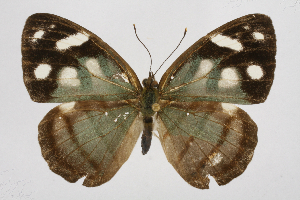  ( - INB0003057431)  @14 [ ] CreativeCommons - Attribution Non-Commercial Share-Alike (2012) National Biodiversity Institute of Costa Rica National Biodiversity Institute of Costa Rica