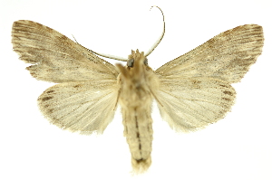 (Dasylophia xylinata - INB0003079819)  @11 [ ] Copyright (2012) Juan Mata Lorenzen Unspecified