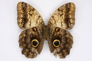  ( - INB0003537749)  @14 [ ] CreativeCommons - Attribution Non-Commercial Share-Alike (2012) National Biodiversity Institute of Costa Rica National Biodiversity Institute of Costa Rica