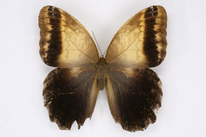  ( - INB0003537749)  @14 [ ] CreativeCommons - Attribution Non-Commercial Share-Alike (2012) National Biodiversity Institute of Costa Rica National Biodiversity Institute of Costa Rica