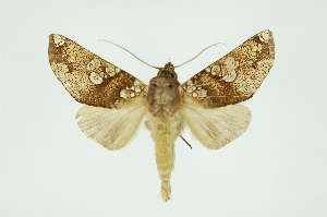  ( - INB0003722678)  @13 [ ] Copyright (2012) Juan Mata Lorenzen Unspecified