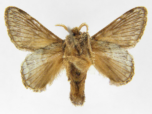  (Euglyphis phedonioides - INB0003779063)  @11 [ ] Copyright (2012) J. Montero Instituto Nacional de Biodiversidad